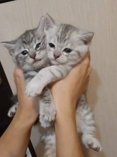 Отдам в добрые руки милых котяток