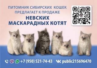 невские маскарадные сибирские котята