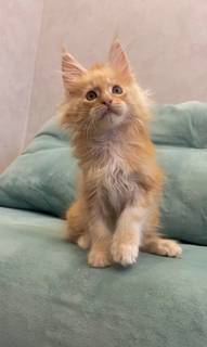 Котенок мейн-кун с документами