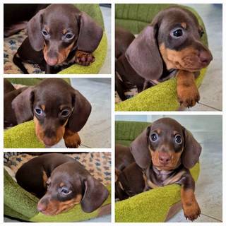 Такса миниатюрная-шоколадный мальчик