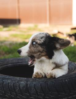 Щенки вельш корги кардиган