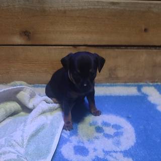 щенки той терьера