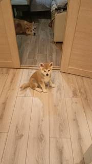 Продам щенка