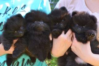 Щенки шпица