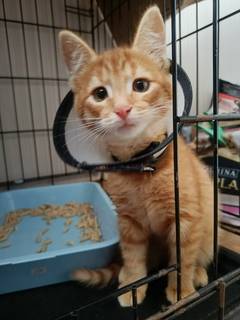 Помощь животным 