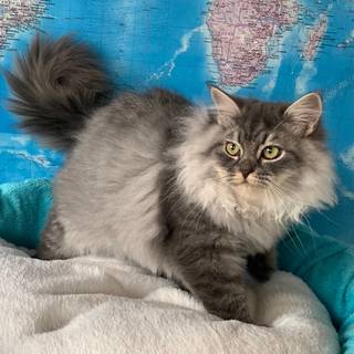 сибирские невские маскарадные котята