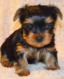 Щеночки йоркширского терьера