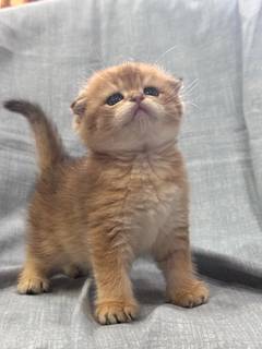 Котята Шотландской породы !