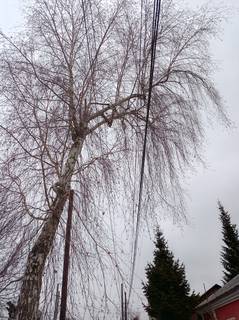 Спил деревьев