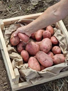 11 сортов отборного картофеля в Барнауле от постав