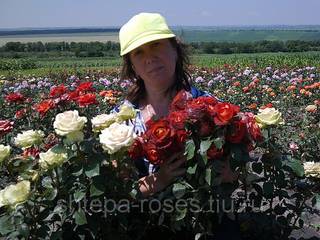 Саженцы роз почтой, ТК и самовывозом из Домодедодово