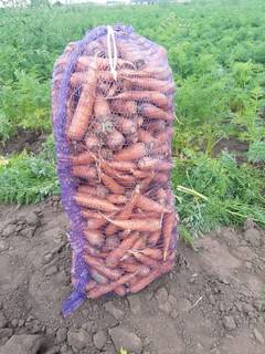 Морковь от производителя для готовки и производств