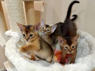 Абиссинские (гипоаллергенные) клубные котята.