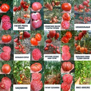 Семена урожайных томатов и перцев