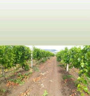 Продам виноградник в Крыму 