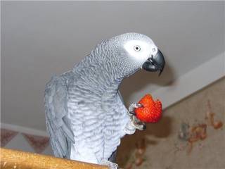 Серый попугай Жако, краснохвостый.