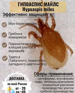 Гипоаспис майлс (Hypoaspis miles)