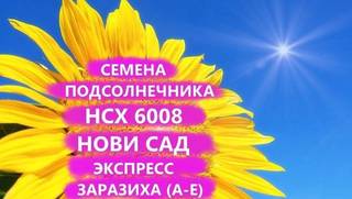 Семена подсолнечника нсх 6008 Гибрид нс, Краснодар