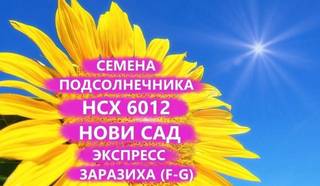 Семена подсолнечника нсх 6012 Гибрид нс, Краснодар