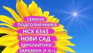 Семена подсолнечника нсх 6343 Гибрид нс, Краснодар