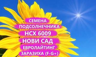 Семена подсолнечника нсх 6009 Гибрид нс, Краснодар