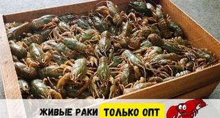 Раки Волжские опт