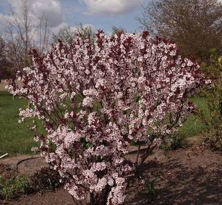 Слива цистена Prunus x cistena