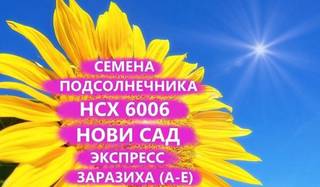 Семена подсолнечника нсх 6006 Гибрид нс, Краснодар