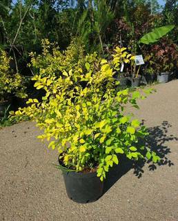 Спирея Вангутта Spiraea vanh. Gold Fountain