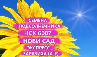 Семена подсолнечника нсх 6007 Гибрид нс, Краснодар