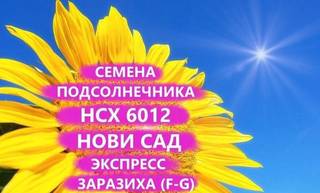 Семена подсолнечника нсх 6012 Гибрид нс, Краснодар