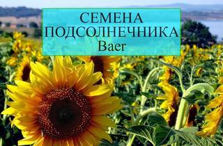 Семена подсолнечника Байер Гибриды bayer