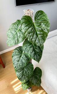 Филодендрон Маджестик/Philodendron Majestic