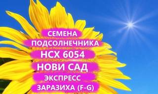 Семена подсолнечника нсх 6054 Гибрид нс, Краснодар