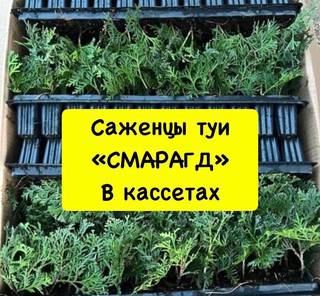 Туи Смарагд от производителя