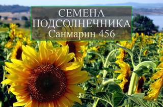 Семена подсолнечника Санмарин 456 Гибриды