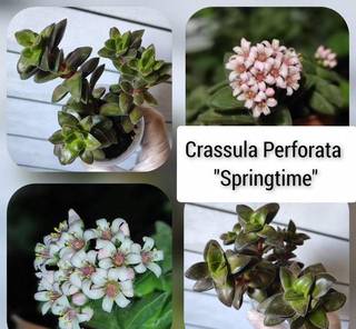 Crassula Perforata "Springtime "