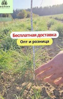 Сосна Обыкновенная окс Pinus sylvestris