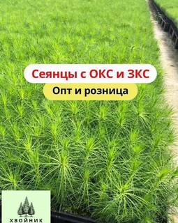 Сосна Обыкновенная/Pinus sylvestris