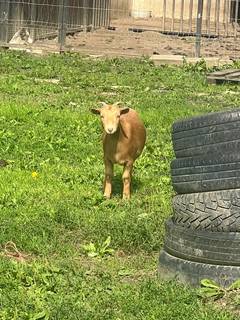 Камерунские карликовые козы