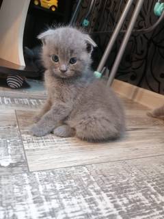 Британские чистокровные котята 