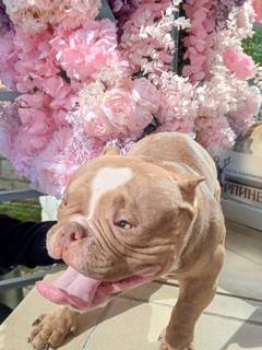 Американский Булли