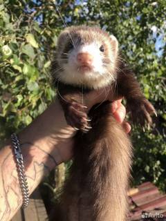 Домашние хорьки ручные 